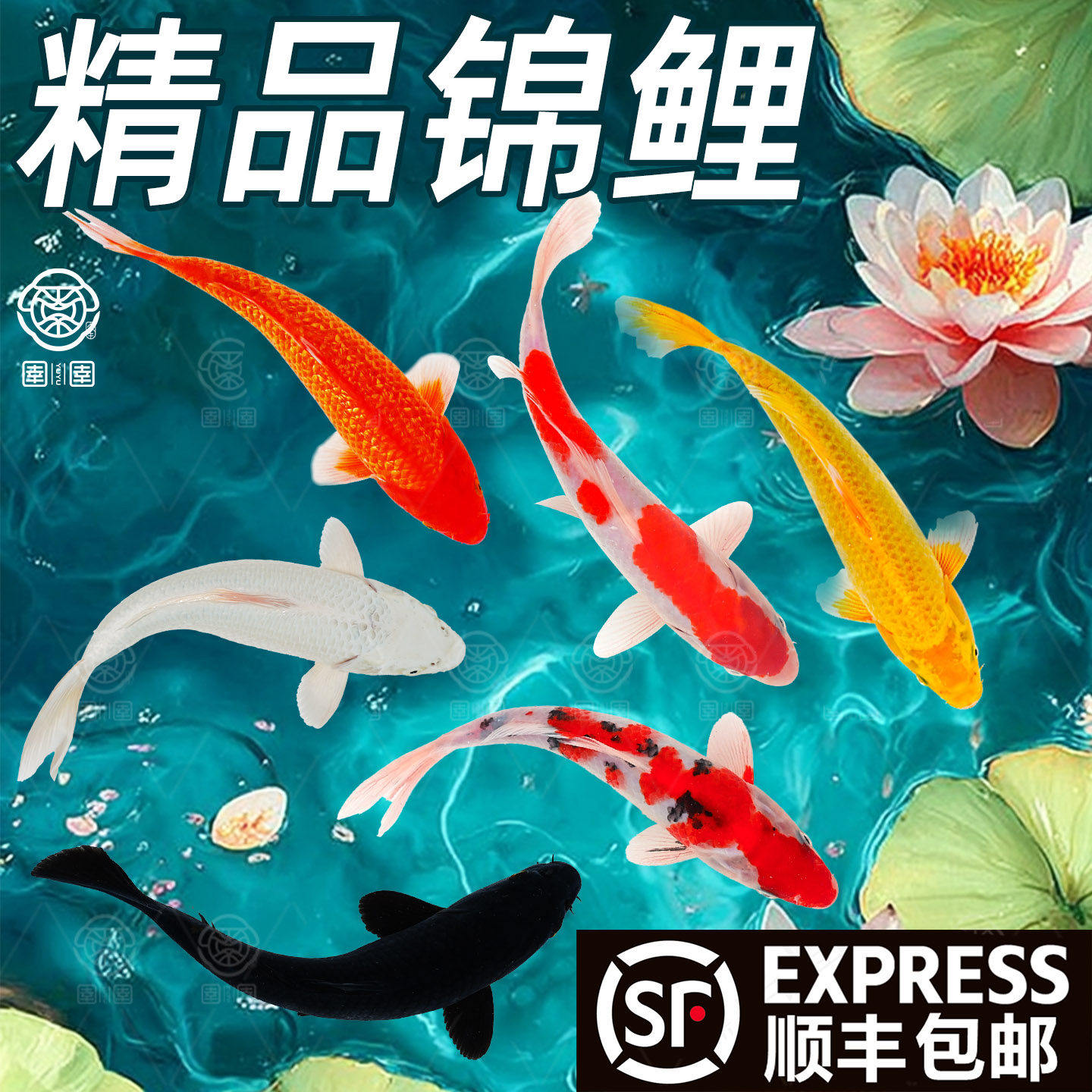 顺丰锦鲤鱼活鱼纯种大型红白活体观赏鱼冷水淡水金鱼好养耐活鱼苗,宠物/宠物食品及用品,其它水族宠物,淘宝优惠券,粉丝福利购,淘宝优惠卷