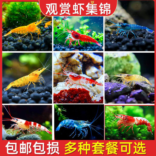 黑壳虾除藻虾淡水鲜活观赏虾清洁鱼耐活好养热带观赏鱼宠物水晶虾