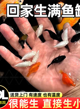 胎生鱼活体玛丽球淡水广温小鱼易繁殖鱼好养热带观赏鱼新手闯缸鱼