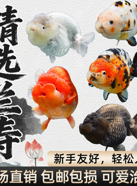 包活兰寿金鱼精品鱼苗观赏鱼五花奶牛红白兰寿新手好养耐活冷水鱼