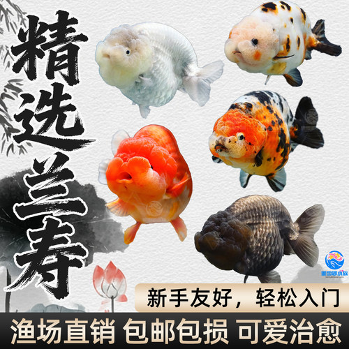 包活兰寿金鱼精品鱼苗观赏鱼五花奶牛红白兰寿新手好养耐活冷水鱼