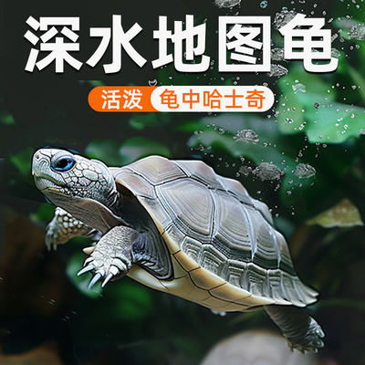地图小乌龟活物宠物龟苗观赏龟火焰龟水龟黑瘤地图深水中华草龟