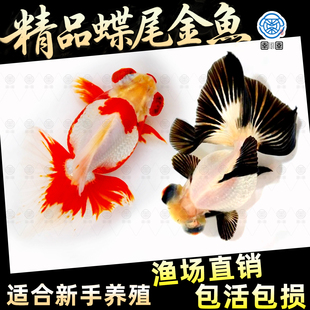 蝶尾金鱼包活活鱼观赏鱼小型淡水好养耐活冷水鱼苗新手小金鱼兰寿