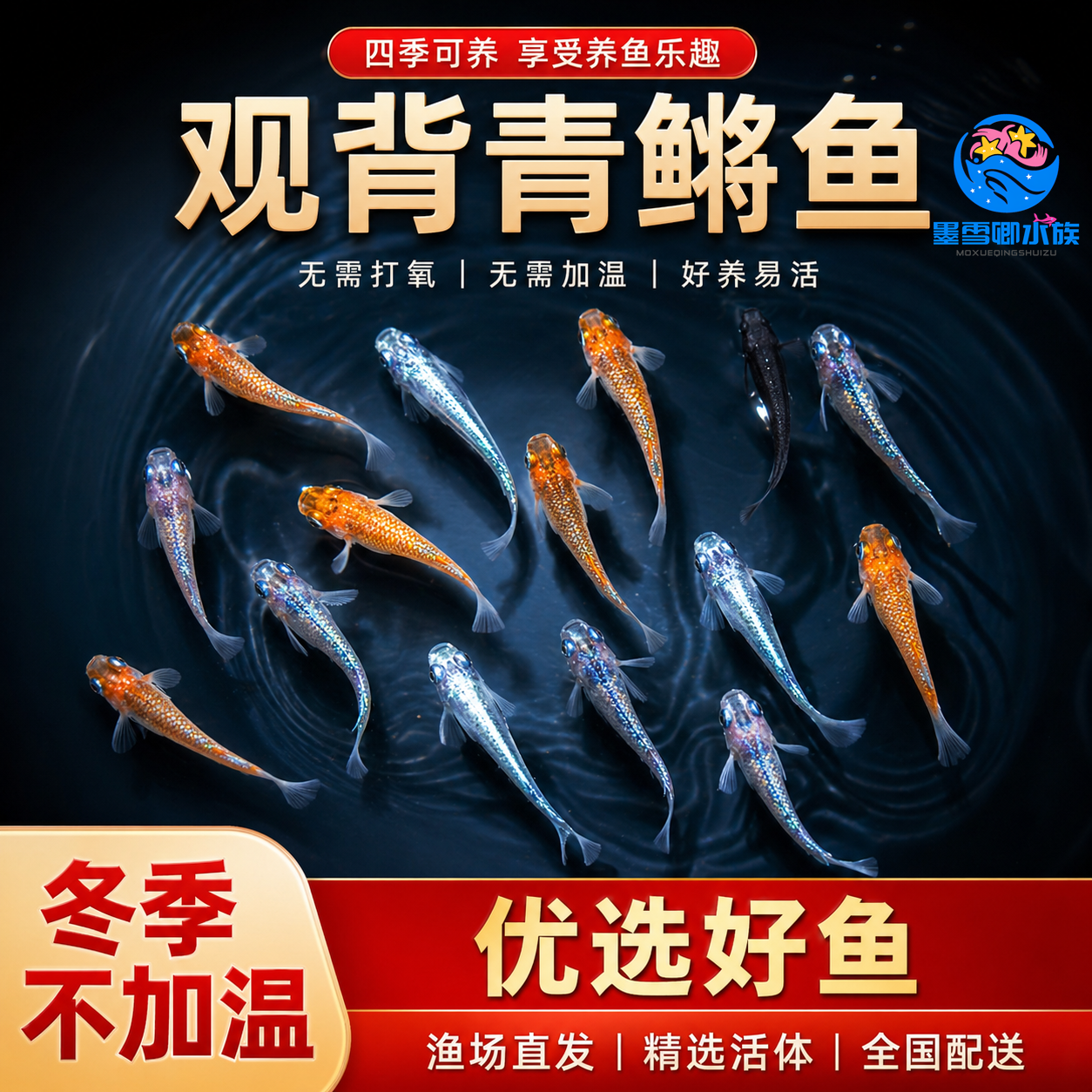 观背青鳉淡水原生鱼小型冷水鱼苗观赏鱼不用打氧吃蚊幼虫食蚊活鱼