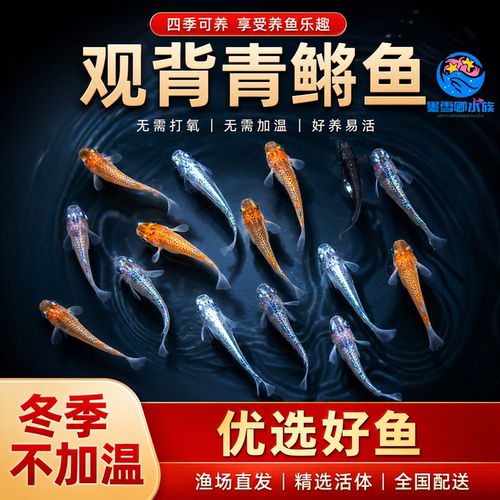 观背青鳉淡水原生鱼小型冷水鱼苗观赏鱼不用打氧吃蚊幼虫食蚊活鱼