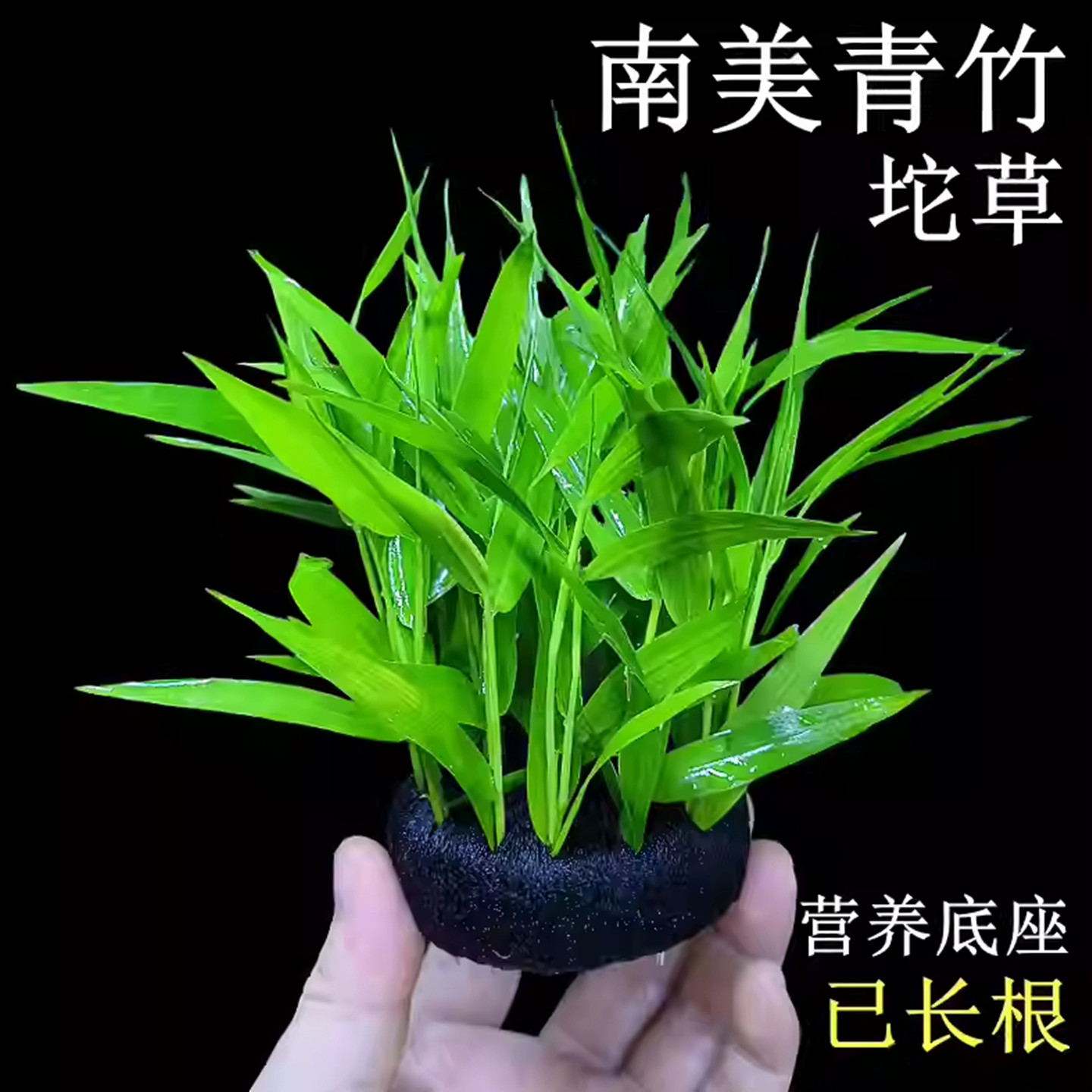 南美青竹坨草新手懒人阴性好养淡水真水草鱼缸净化水质增氧造景