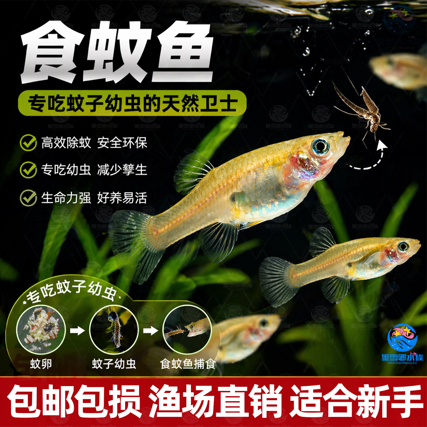 胎生食蚊鱼大肚鱼吃蚊子幼虫耐低温高温不需打氧乌龟龙鱼开口饲料