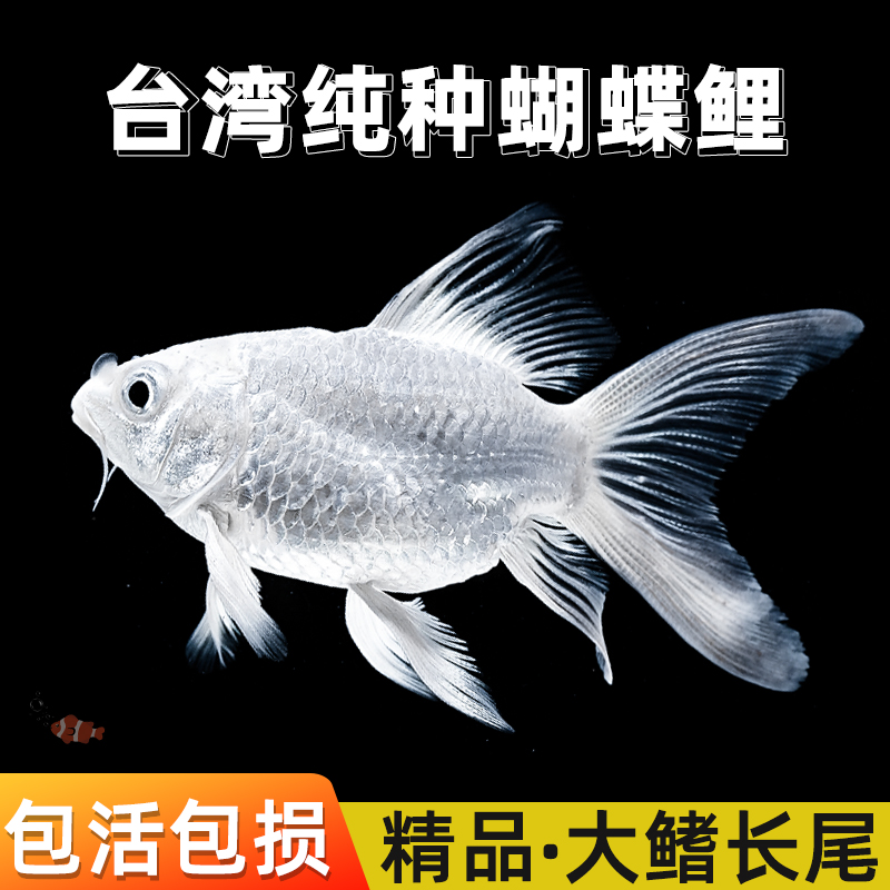 蝴蝶鲤观赏鱼冷水鱼活鱼淡水鱼好养耐活短身球体大尾大鳍活体鱼苗