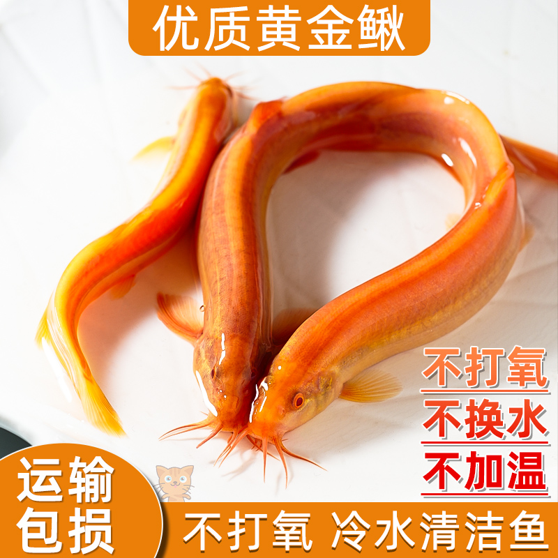 黄金泥鳅清道夫金龙鳅好养耐活黄金泥鳅淡水活体观赏鱼饲料工具鱼