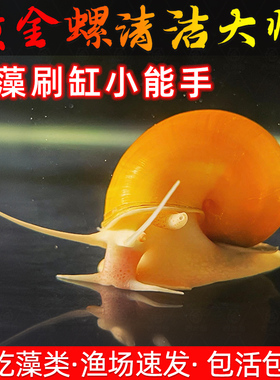黄金螺鱼缸清洁除藻工具螺净化水质吃鱼粪喂乌龟狗头鱼饲料观赏螺