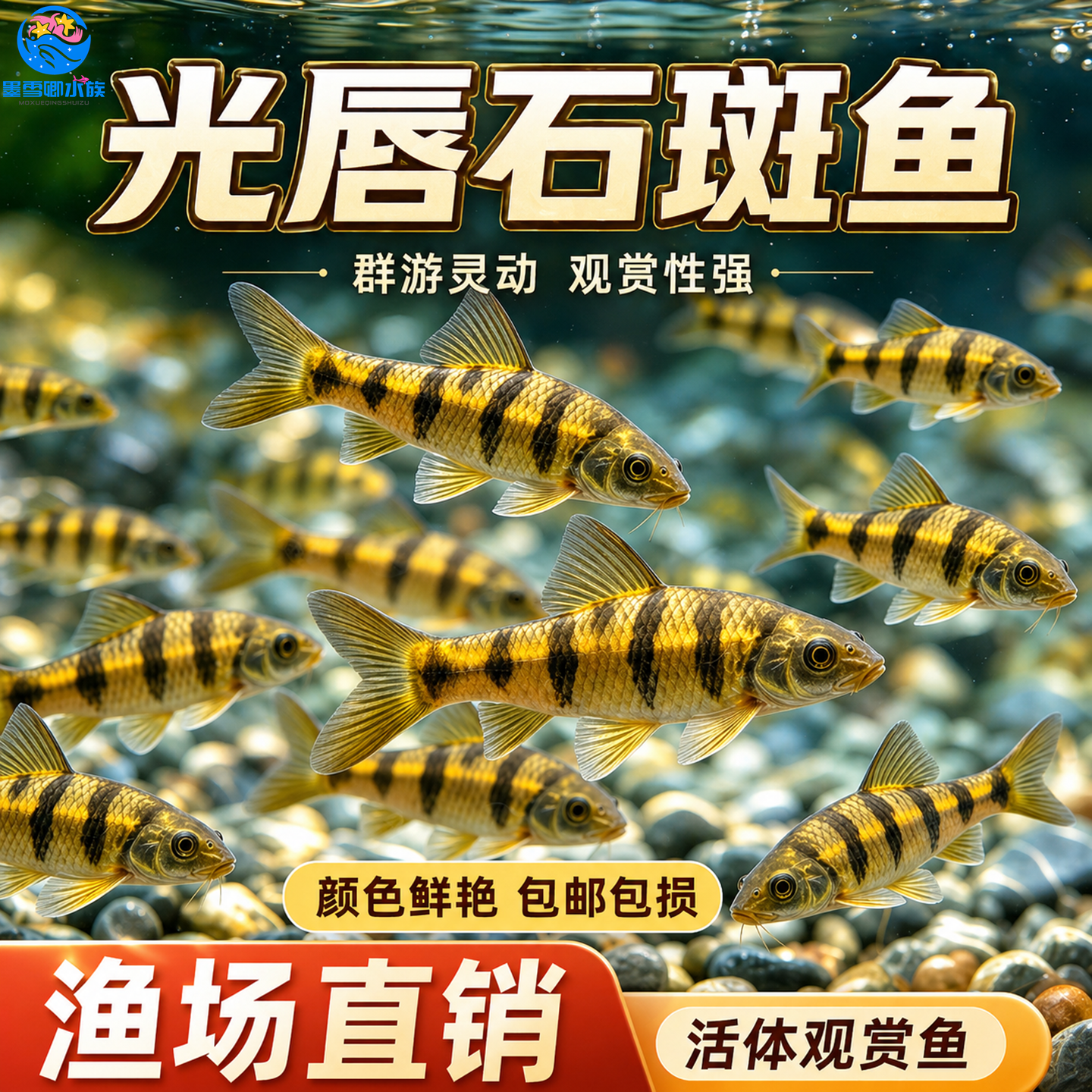原生溪流石斑鱼鲜活光唇鱼冷水淡水鱼苗观赏鱼溪流节斑红腹活体鱼