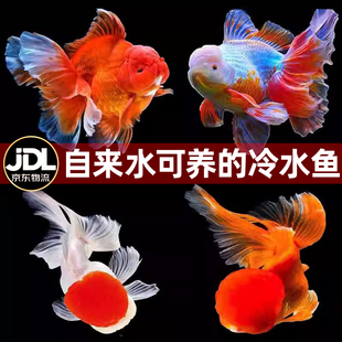 红狮子头金鱼鸿运当头红鱼苗冷水鱼龙镜淡水鱼闯缸鱼宠物鱼观赏鱼