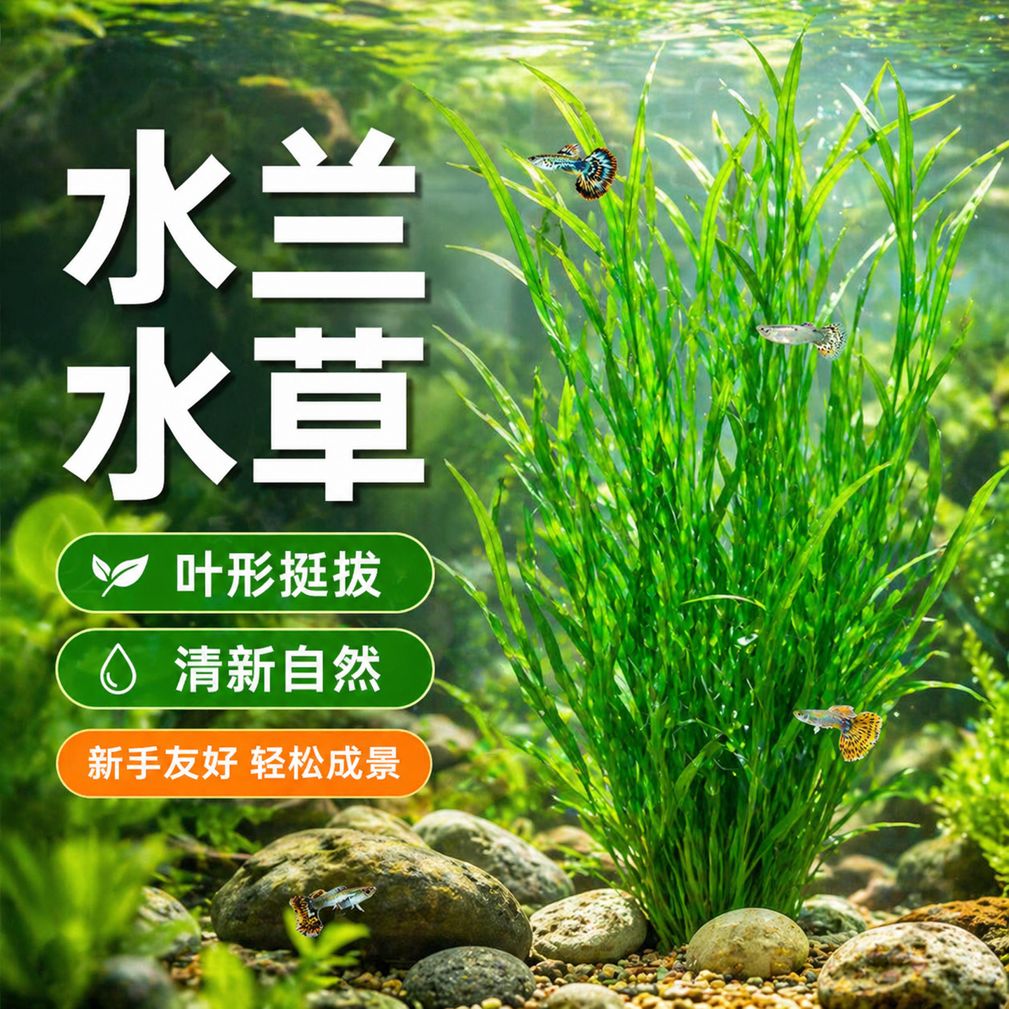 水兰水草大小水兰细叶纽兰舌兰中后景水韭菜阴性鱼缸专用水草植物