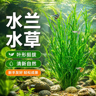 水兰水草大小水兰细叶纽兰舌兰中后景水韭菜阴性鱼缸专用水草植物
