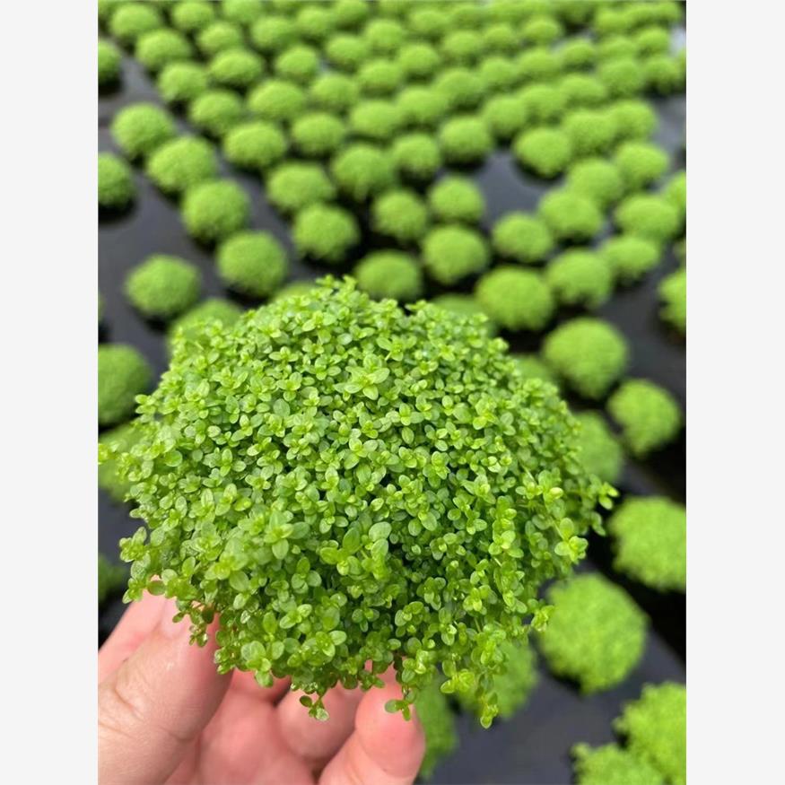 迷你矮珍珠小坨草鱼缸造景水培增