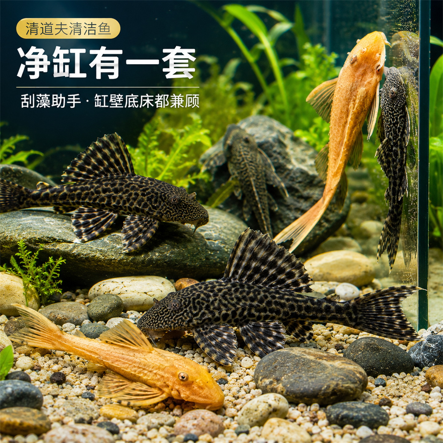 清道夫鱼吃鱼粪便吸盘便宜热带工具鱼清洁鱼缸容易饲养观赏鱼活体