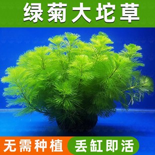 绿菊小坨草乌龟缸鱼缸造景专用水草植物增氧净化水质阴性后景真草