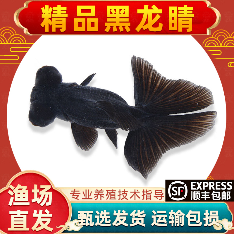 龙睛金鱼黑龙睛冷水鱼小金鱼活鱼淡水锦鲤观赏鱼好养耐活鱼不加温