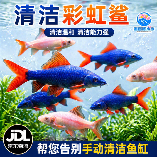 清道夫彩虹鲨鱼金苔鼠淡水热带观赏鱼活鱼专吃屎垃圾粪便清理藻类