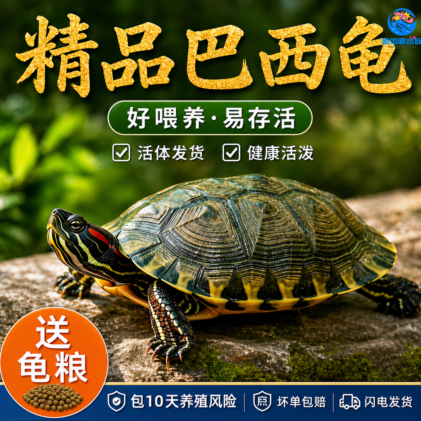 巴西龟情侣龟乌龟活物家养观赏宠物龟金钱龟黄金龟红耳小水龟乌龟