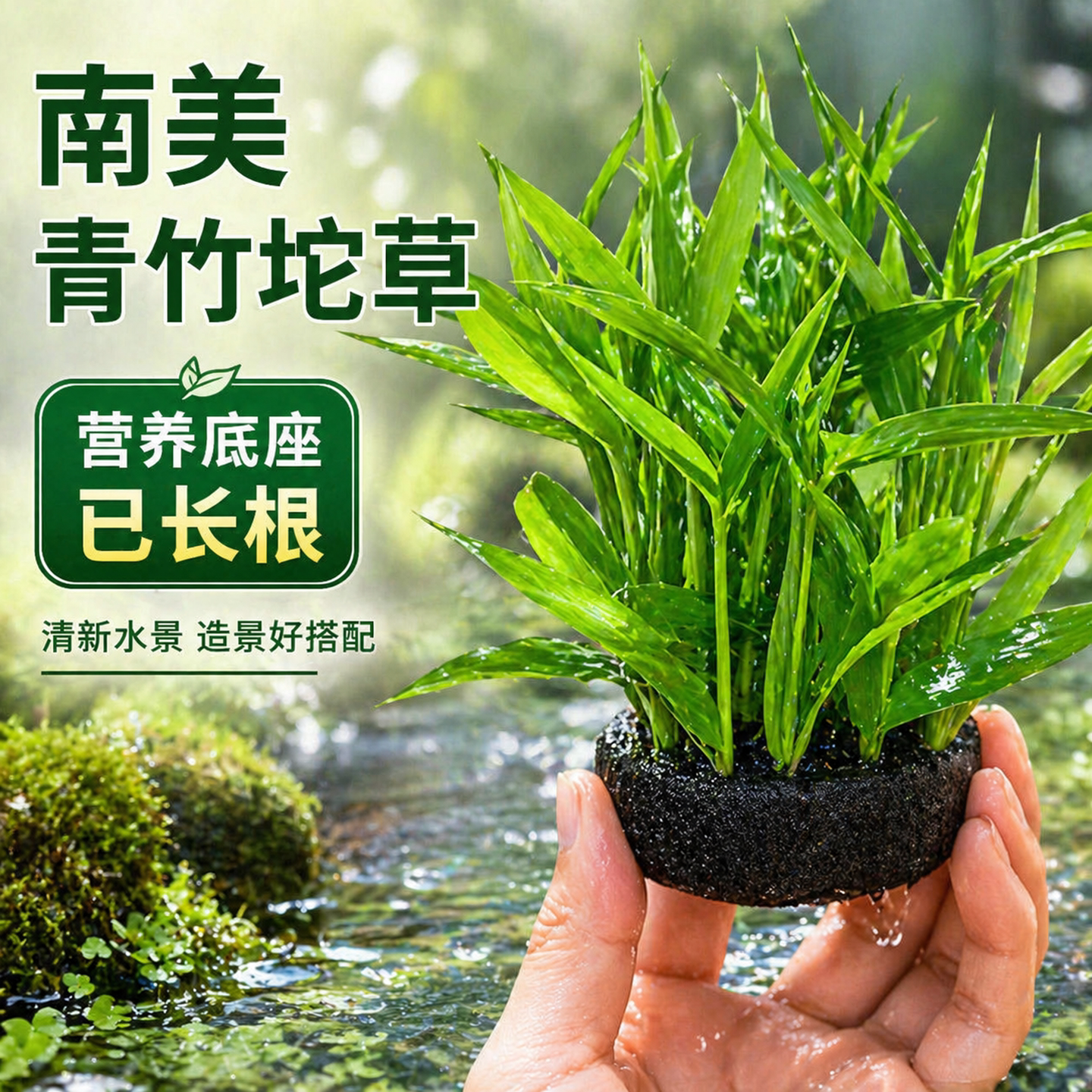 南美青竹坨草新手懒人阴性好养淡水真水草鱼缸净化水质增氧造景图片