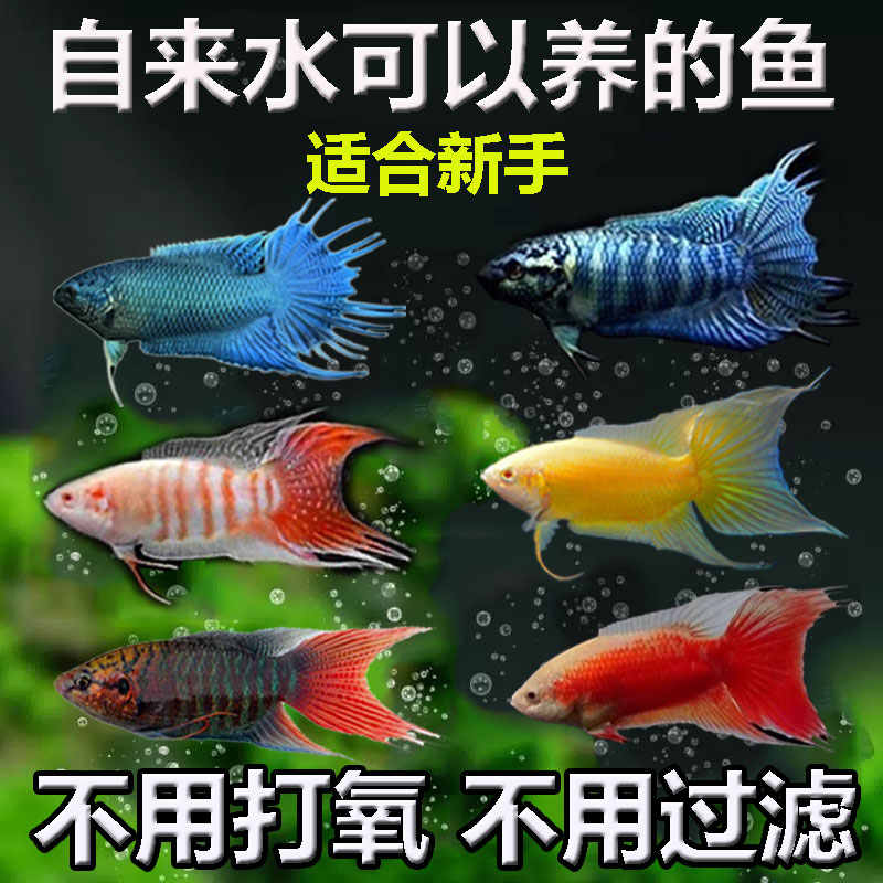 中国斗鱼混养套餐淡水冷水观赏鱼新手小鱼苗不打氧好养耐活自来水