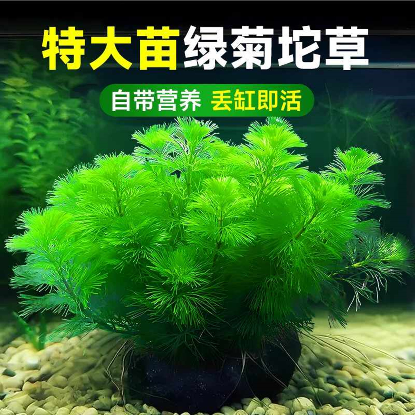 绿菊水草植物鱼缸专用坨草造景增氧阴性水榕养鱼生态缸水培绿植