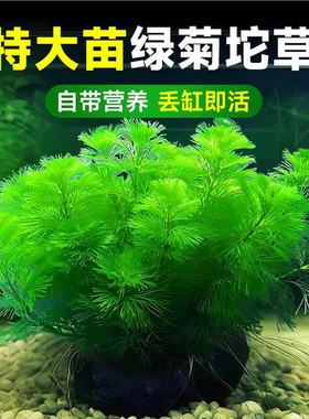 绿菊水草植物鱼缸专用坨草造景增氧阴性水榕养鱼生态缸水培绿植
