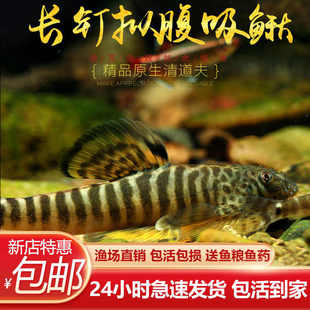 长钉拟腹吸鳅原生冷水鱼缸清洁工具观赏鱼耐寒除藻麦氏贵爬鱼活体