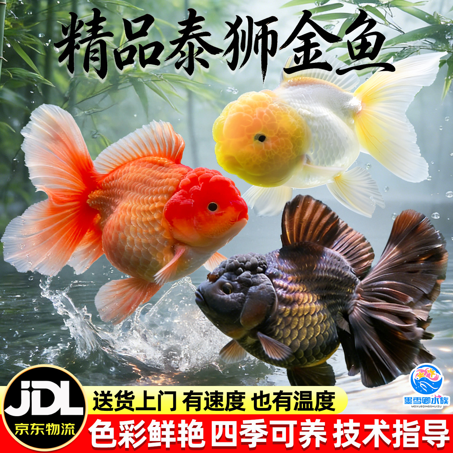 泰狮金鱼活鱼小型淡水好养冷水鱼宠物鱼自来水好养耐活鱼苗观赏鱼