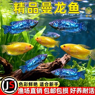 曼龙鱼热带观赏鱼黄曼龙蓝曼龙五彩血丽丽珍珠马甲球活小型淡水鱼