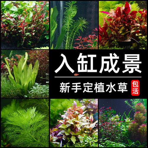 水草植物鱼缸造景套餐阴性榕蜈蚣