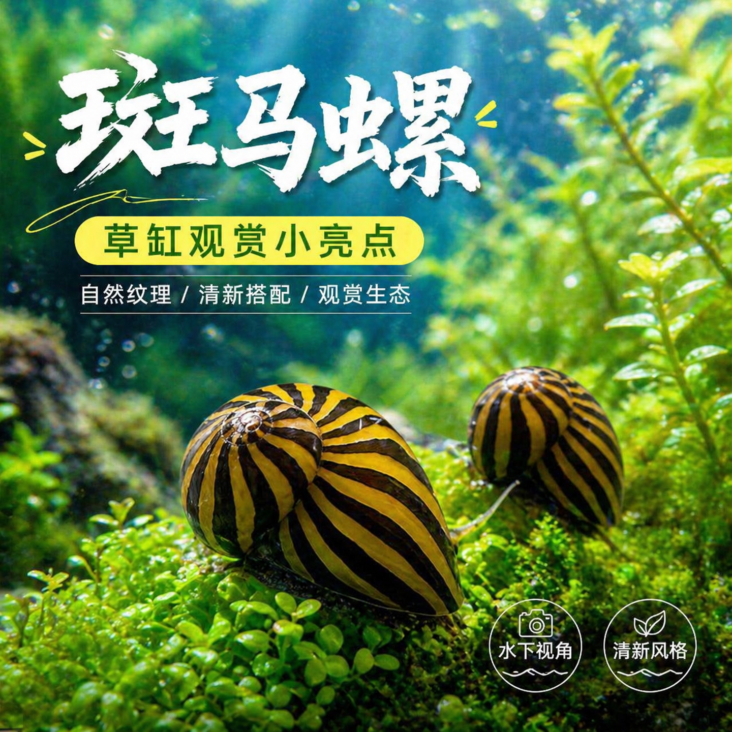 大号斑马螺水草缸强效除藻观赏清洁刮藻活化底床宠物淡水工具螺活