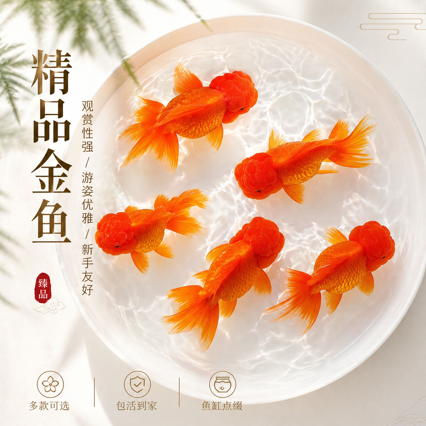 红狮子头活鱼冷水淡水观赏鱼狮子头百褶泰狮金鱼自来水好养耐活鱼