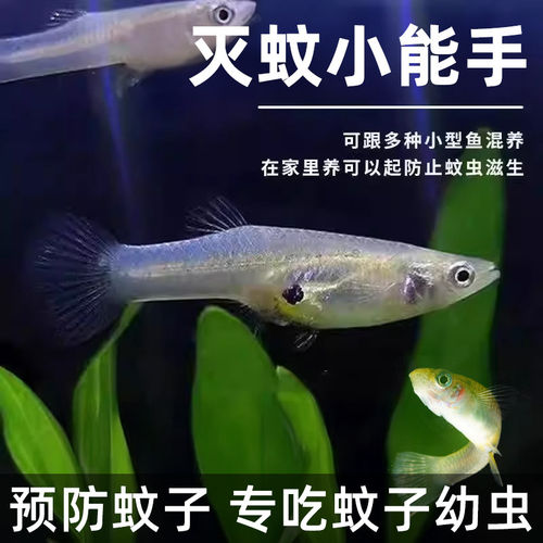 胎生食蚊鱼大肚鱼吃蚊子幼虫耐低温高温不需打氧乌龟龙鱼开口饲料