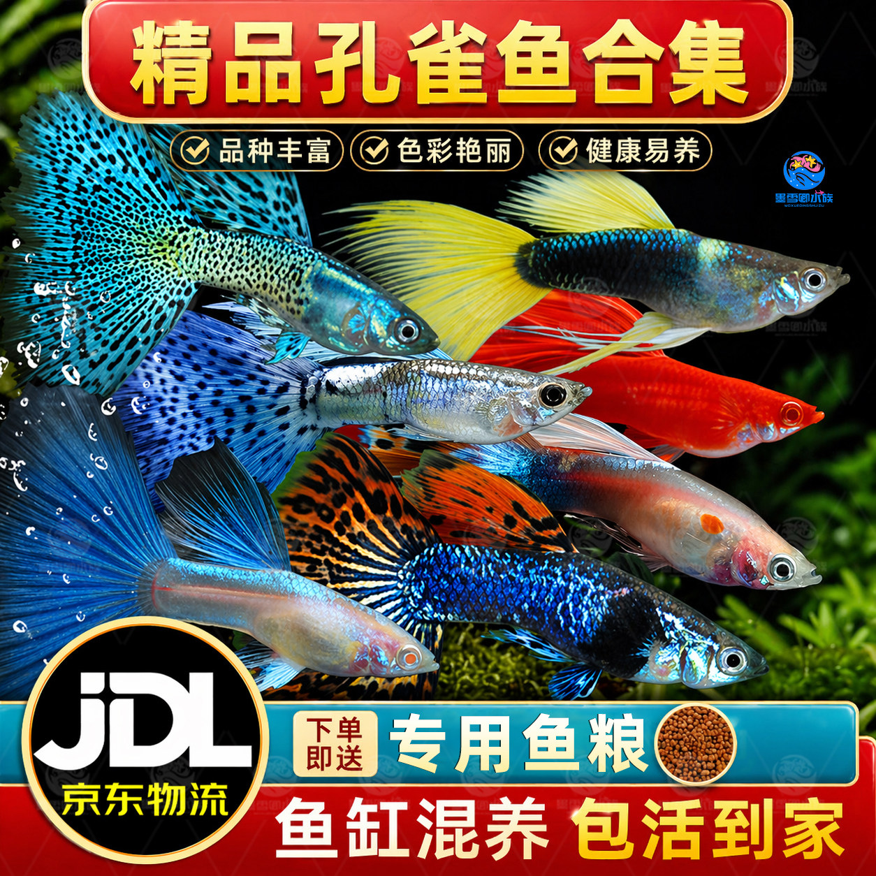 精品纯种大尾巴孔雀鱼活鱼怀孕母临产小型热带精品凤尾鱼苗观赏鱼