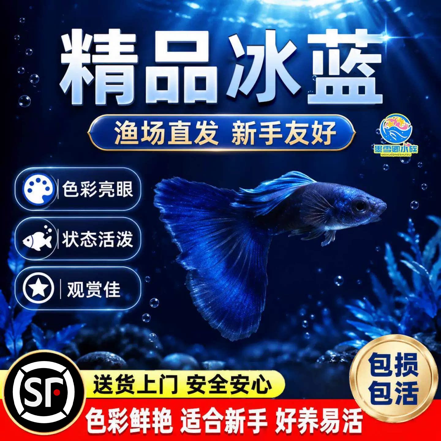 精品冰蓝孔雀鱼活鱼纯种大尾巴孕母临产凤尾鱼小型热带观赏鱼鱼苗图片
