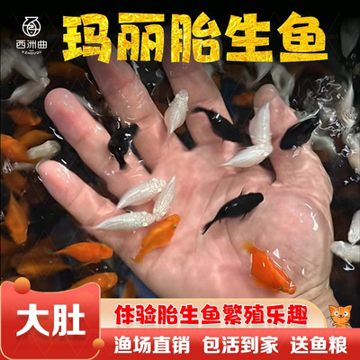 胎生鱼活体玛丽球淡水广温小鱼易繁殖鱼好养热带观赏鱼新手闯缸鱼