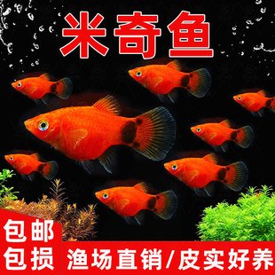 米奇鱼月光鱼胎生鱼观赏鱼小型热带鱼红色玛丽鱼新手好养活体鱼苗