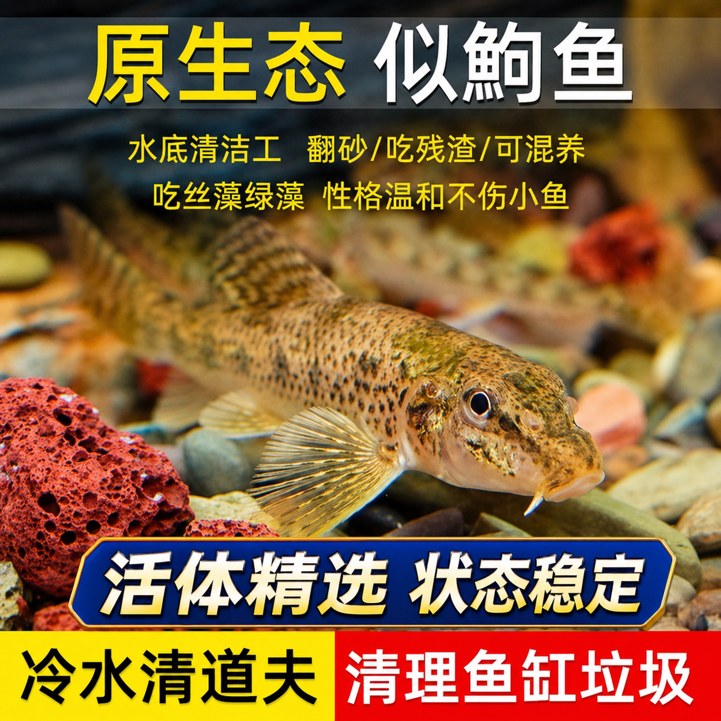似鮈鱼苗翻沙鱼原生冷水淡水观赏鱼鼠鱼除藻清洁工具鱼养殖场好养
