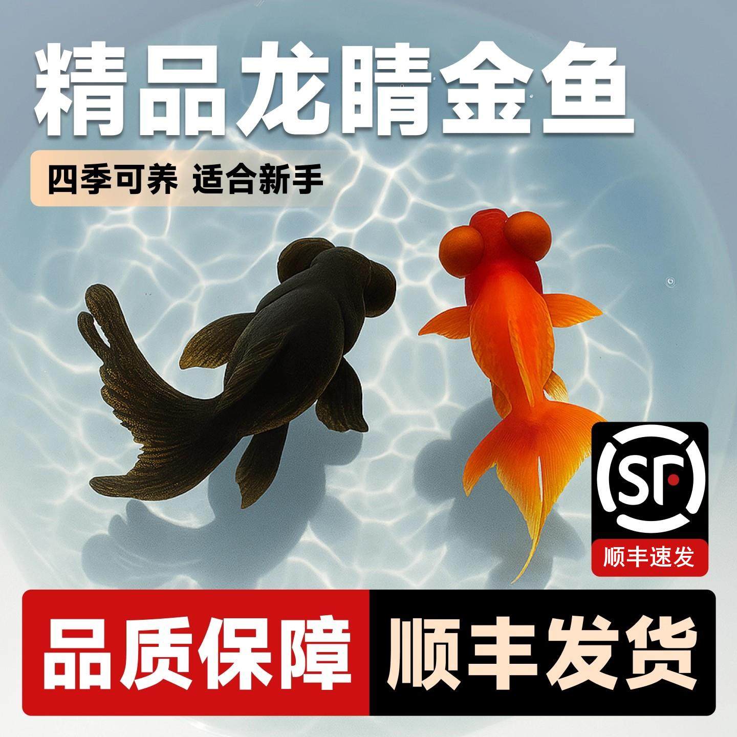 金鱼活鱼黑龙睛红龙睛观赏鱼小型活体冷水鱼淡水鱼好养耐活小鱼苗,宠物/宠物食品及用品,其它水族宠物,淘宝优惠券,粉丝福利购,淘宝优惠卷