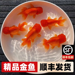 红狮子头活鱼冷水淡水观赏鱼狮子头百褶泰狮金鱼自来水好养耐活鱼