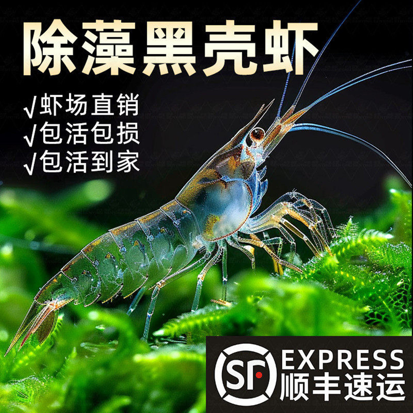 超大黑壳虾鱼缸除藻工具虾草缸清理观赏虾鲜活宠物活体饲料冷水虾
