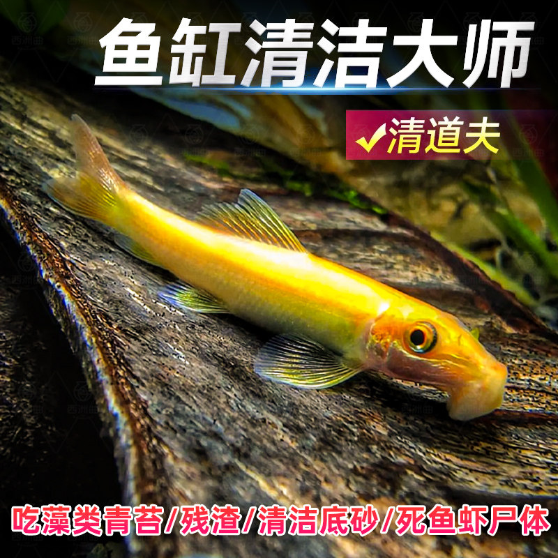 观赏鱼清道夫鱼金苔鼠淡水好养鱼缸清洁工除藻工具鱼热带鱼吃粪便,宠物/宠物食品及用品,观赏鱼饲料,淘宝优惠券,粉丝福利购,淘宝优惠卷