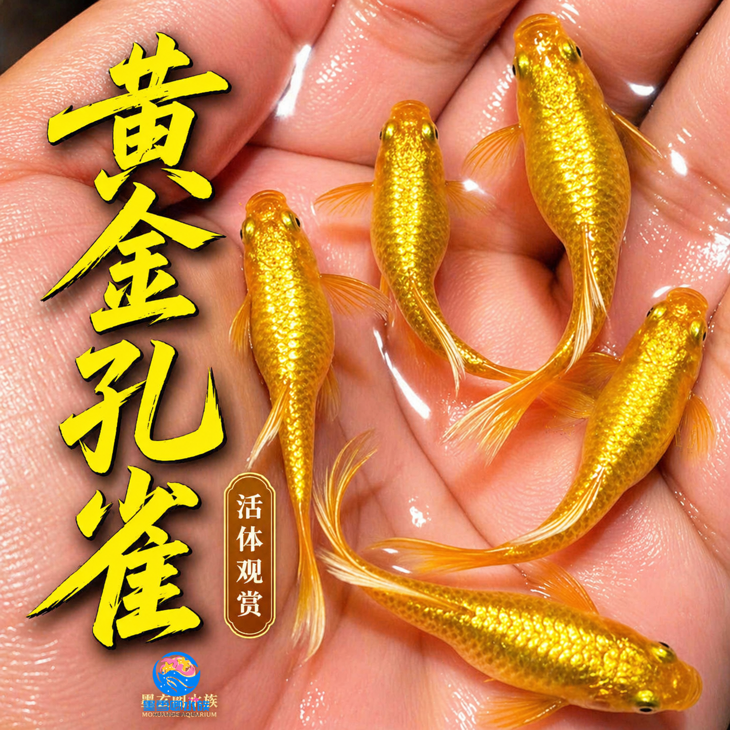满鳞黄金孔雀鱼黄金丝带孔雀鱼热带鱼苗观赏鱼