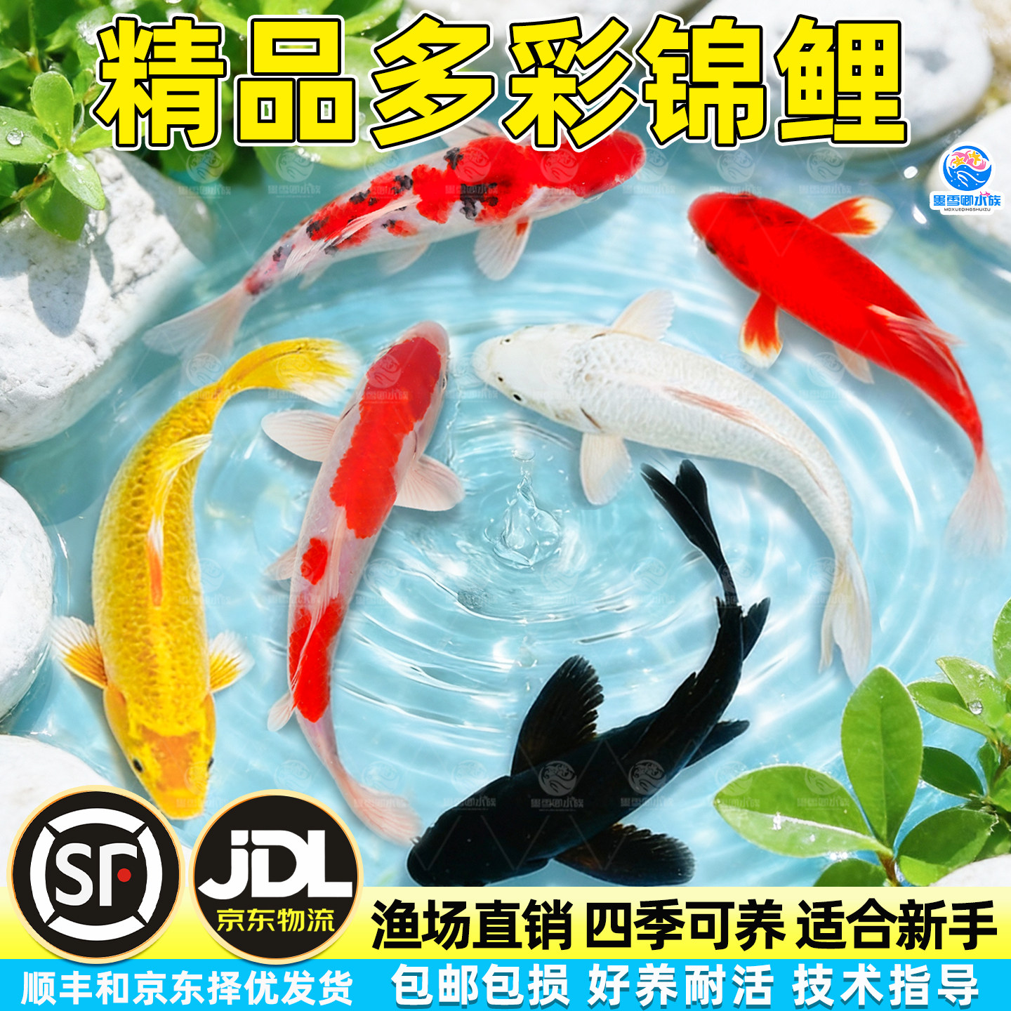 顺丰多色精品锦鲤冷水鱼活鱼淡水鱼草金鱼苗观赏鱼小型鱼好养耐活
