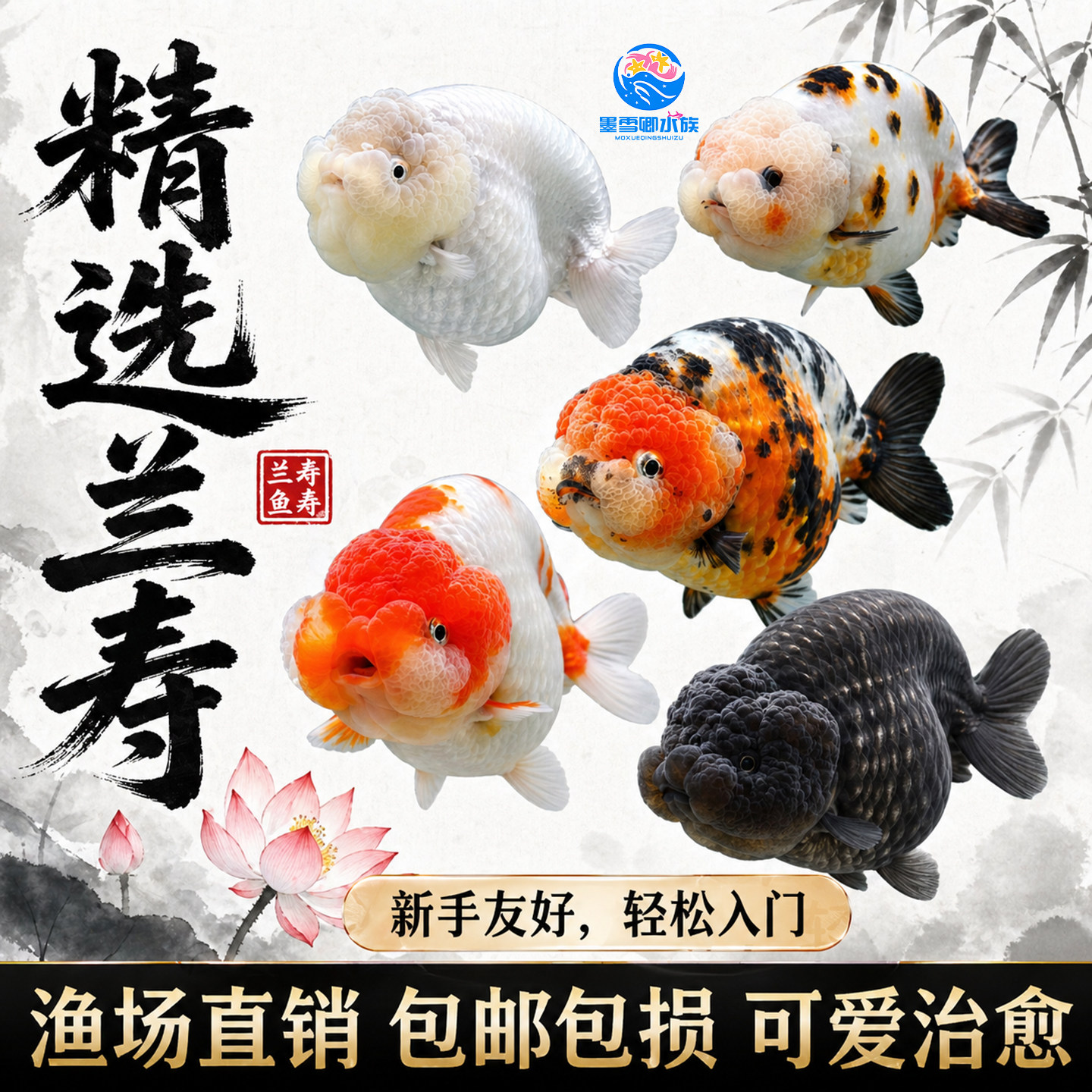 包活兰寿金鱼精品鱼苗观赏鱼五花奶牛红白兰寿新手好养耐活冷水鱼