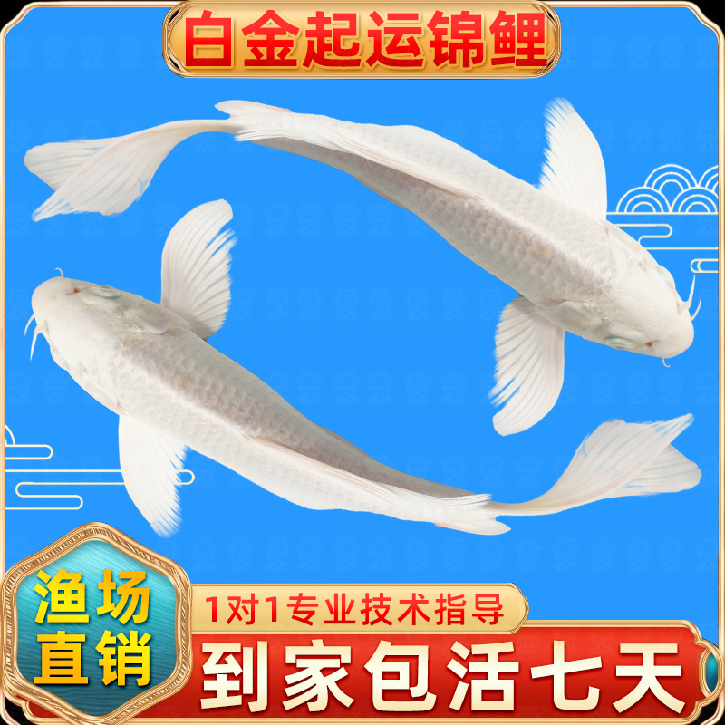 白金龙凤锦鲤金鱼活鱼冷水淡水鱼苗观赏鱼鱼小型好养耐活