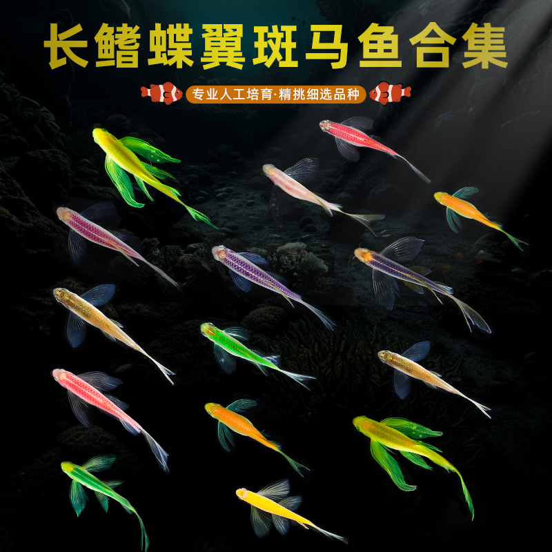 蝶翼斑马鱼长尾长鳍大帆翡翠绿观赏鱼龙凤冷水小型淡水好养小活鱼