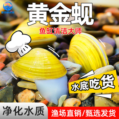 黄金蚬河蚬溪蚬小河蚌黄金螺除藻 清洁净水观赏 鱼缸吃鱼粪便清理